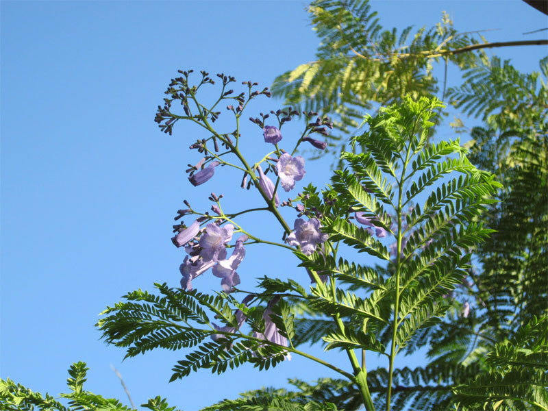 jacaranda in bloom